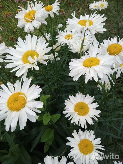 Ромашка многолетняя