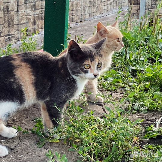 Кошка в дар