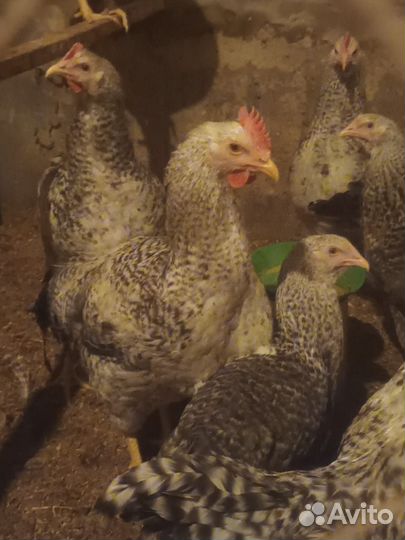 Билефельдер (европейская линия: цыплята, яйцо)