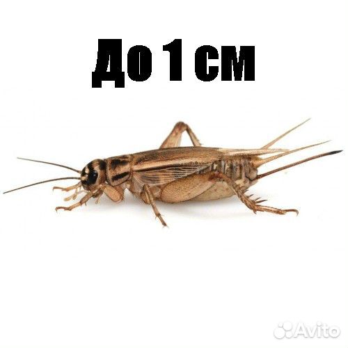 Сверчки домовые