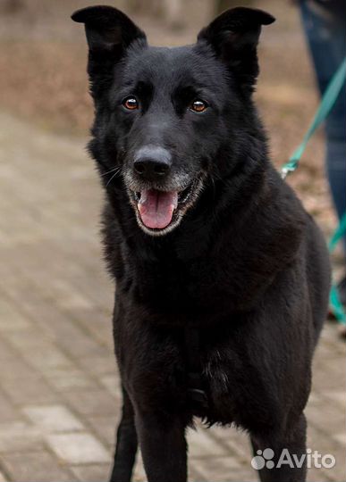 Чёрный пёс в добрые руки