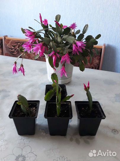 Шлюмбергера