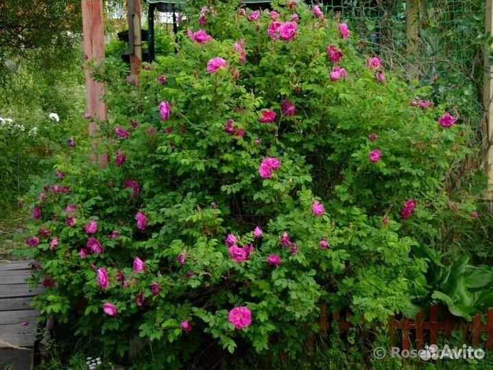 Парковая роза (кустовая)