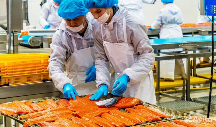 Подсобный рабочий на рыбное производство. Вахта