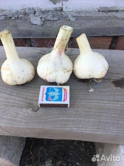 Чеснок