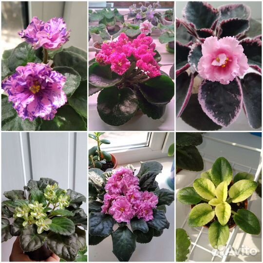 Фиалка (лист на срез)