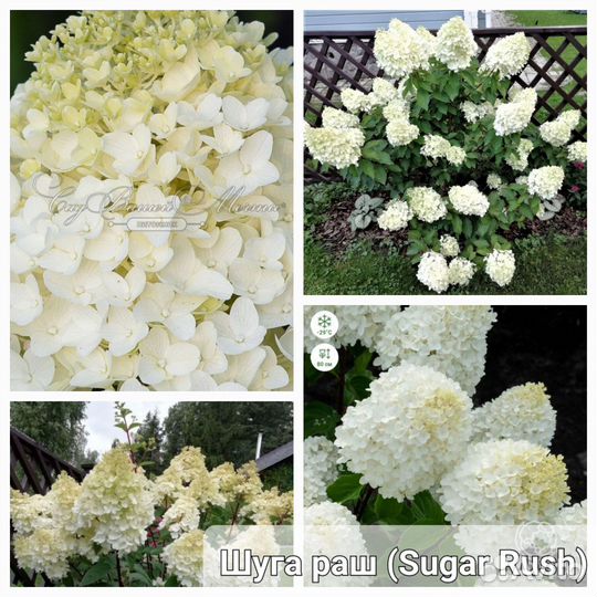 Сортовые метельчатые гортензии