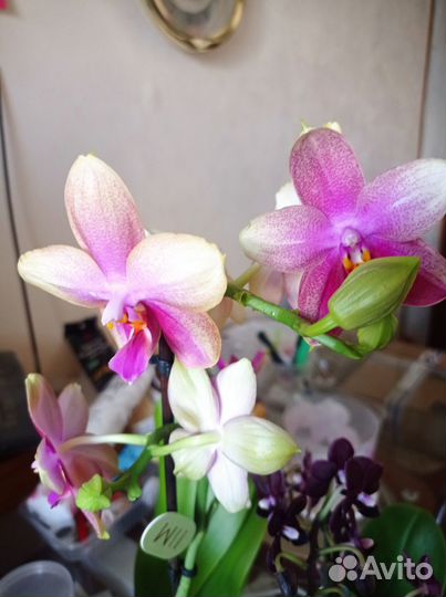 Орхидея фаленопсис Лиодоро