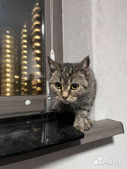 Кошка в дар бесплатно