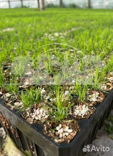 Сеянцы на лесовосстановление Горная сосна Мугус зк