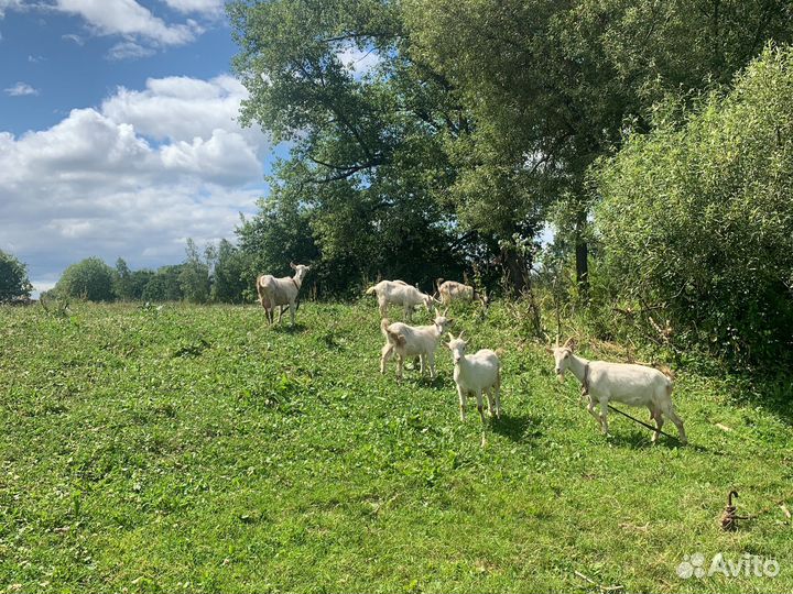 Продам козлят