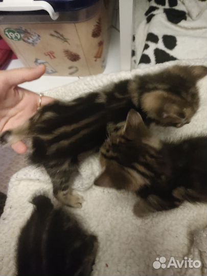 Котёнок Курильский бобтейл