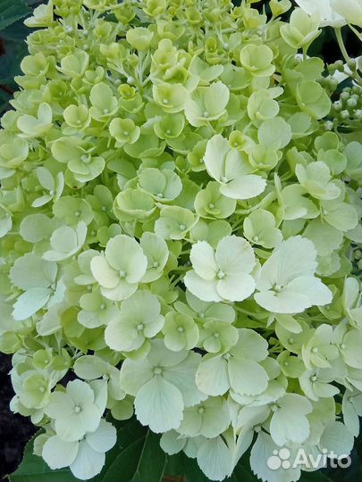 Гортензия метельчатая, саженцы в горшках Р9