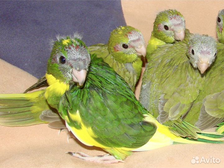Птенцы попугайчиков корелл и какариков
