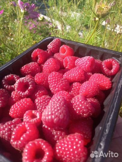 Малина ремонтантная Геракл