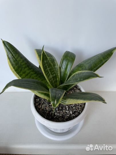 Сансевиерия