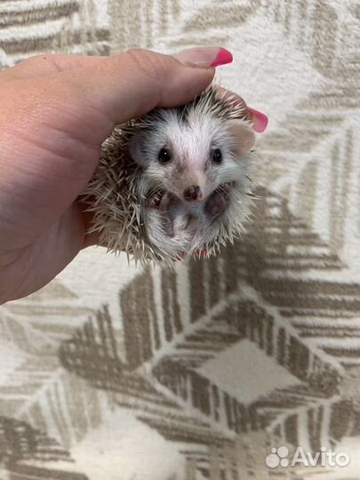 Африканские ёжики, ежи (питомник, малышей много)