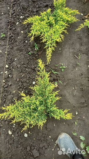 Можжевельник Голд Стар