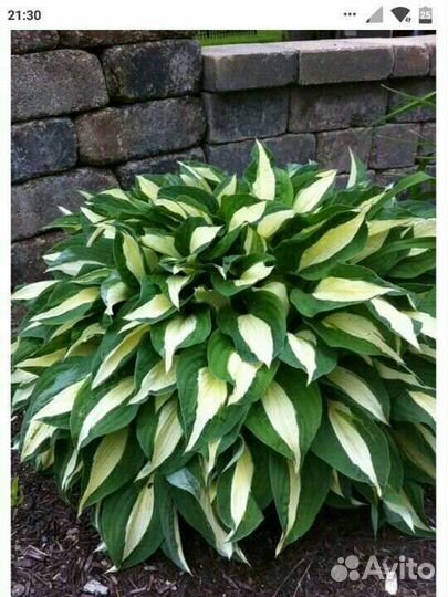 Юкка и хосты разные