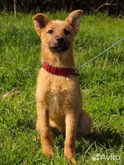 Рыжий щеночек бесплатно