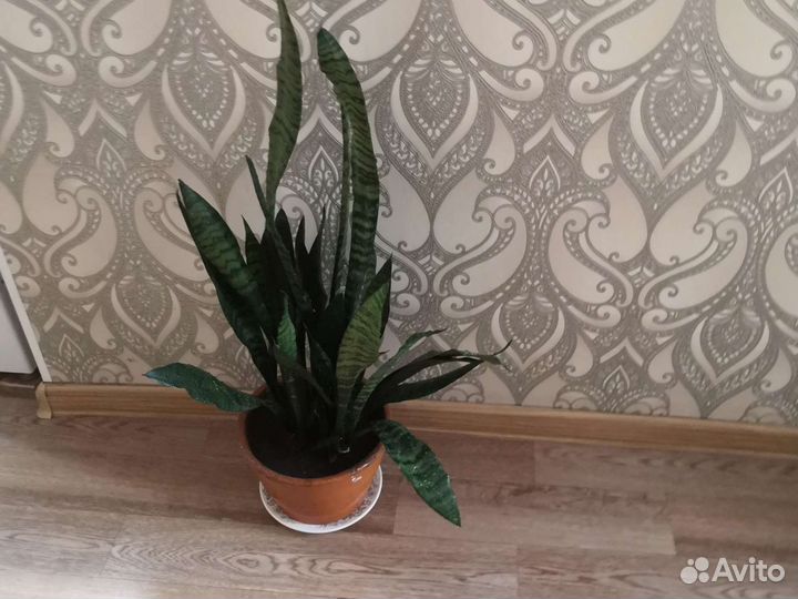 Кордилина, неомарика