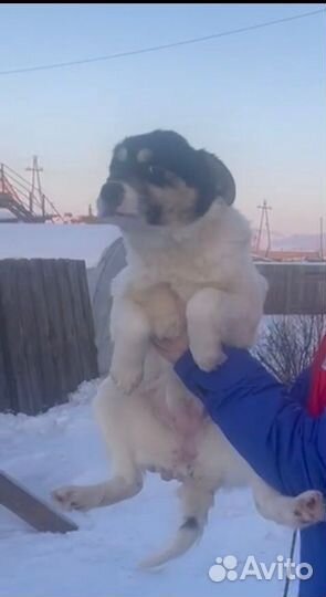 Собаки бесплатно