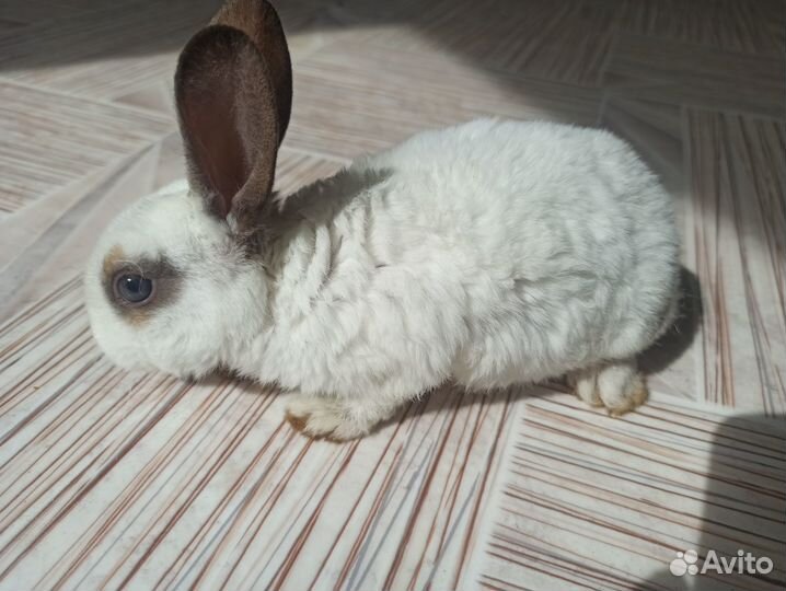 Крольчата декоративные