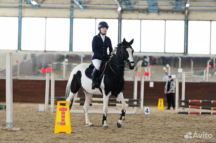 Продается лошадь