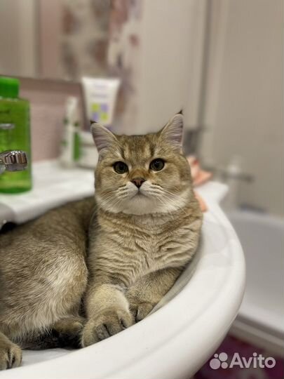 Отдам кота в добрые руки