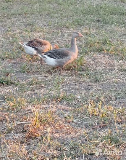 Продаю гусей породы Линда