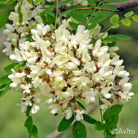 Гипоаллергенный акациевый мед (3 литра). Доставка