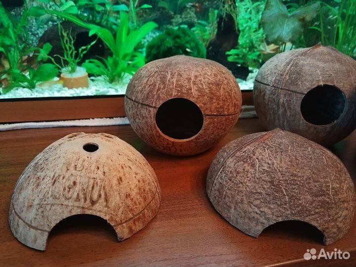 Улитка Хелена, декор кокос