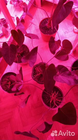 Антуриум розовый. Обмен на адениум барашэк