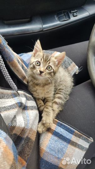 Котята ищут дом