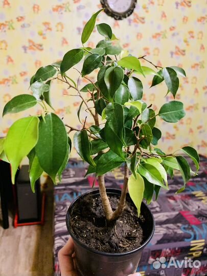 Фикус Бенджамина