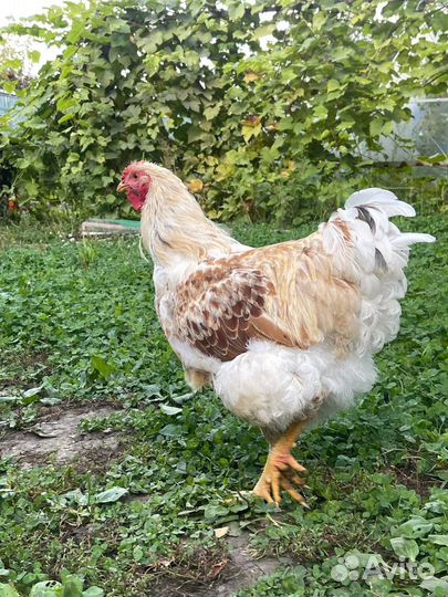 Петух виандот