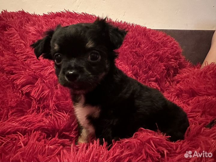 Щенки чихуахуа