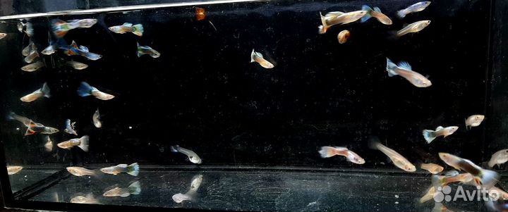 Аквариумные рыбки данио,тернеция,гуппи,пецилия