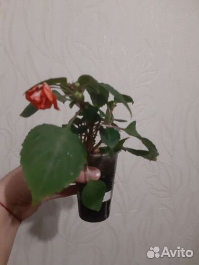 Бальзамин махровый