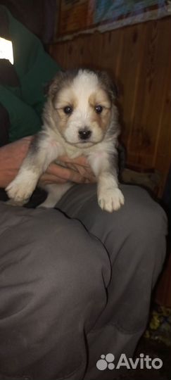 Помесь хаски