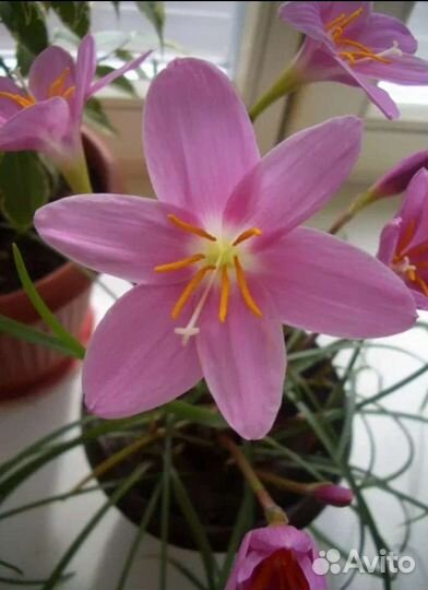 Зефирантес (выскочка) отростки луковицы