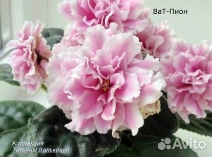 Фиалка детки