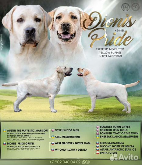 Щенки лабрадора палевые