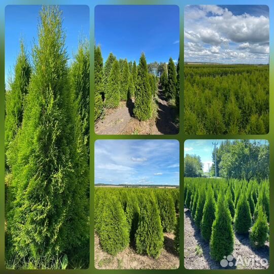 Туя Смарагд из питомника