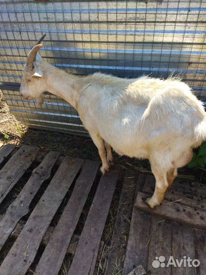 Козы дойные