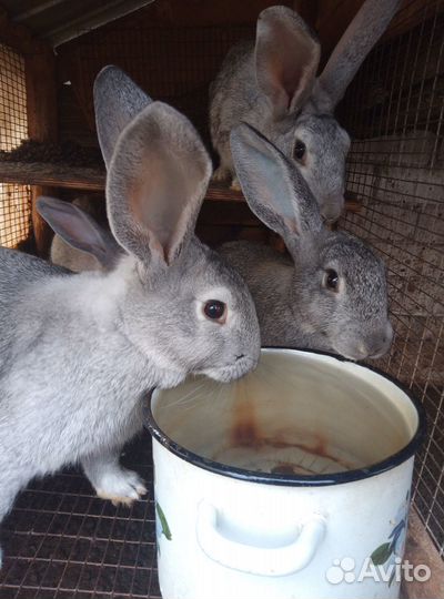 Кролики самки