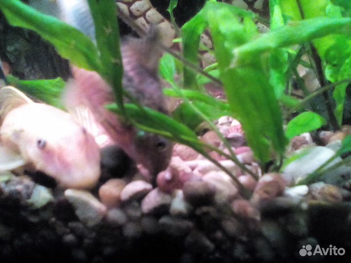 Аквариумные питомцы