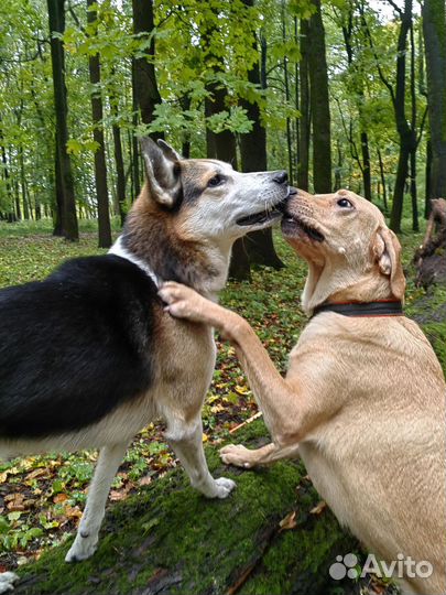Выгул собак, зооняня