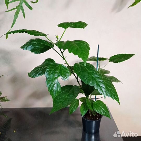 Комнатный гибискус красный