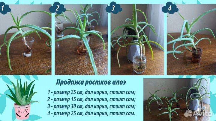 Ростки алоэ, рассада